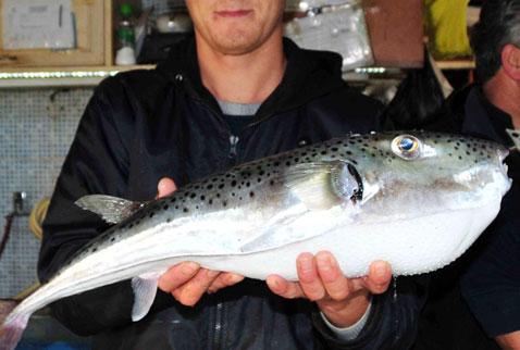 Mersin'de balon balığı tehlikesi