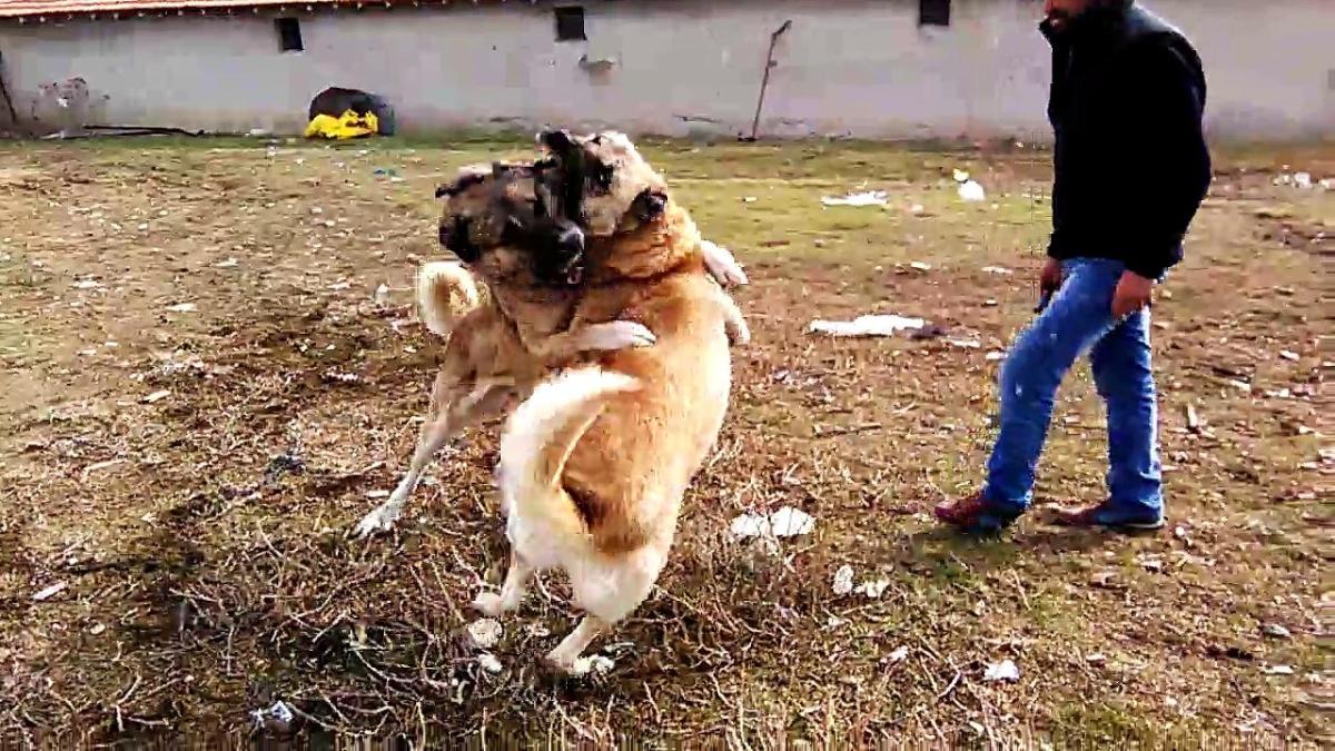 Kangal Süper Ligi altında köpek dövüşü vahşeti