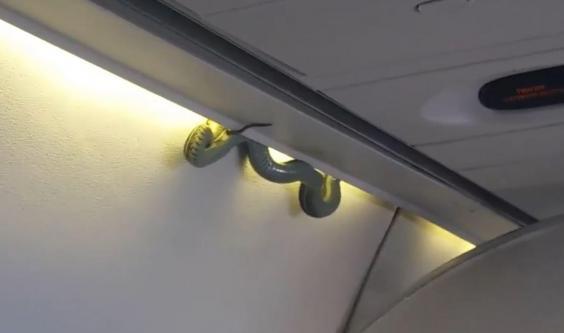 Meksika'da uçağın kabin bagajından yılan çıktı