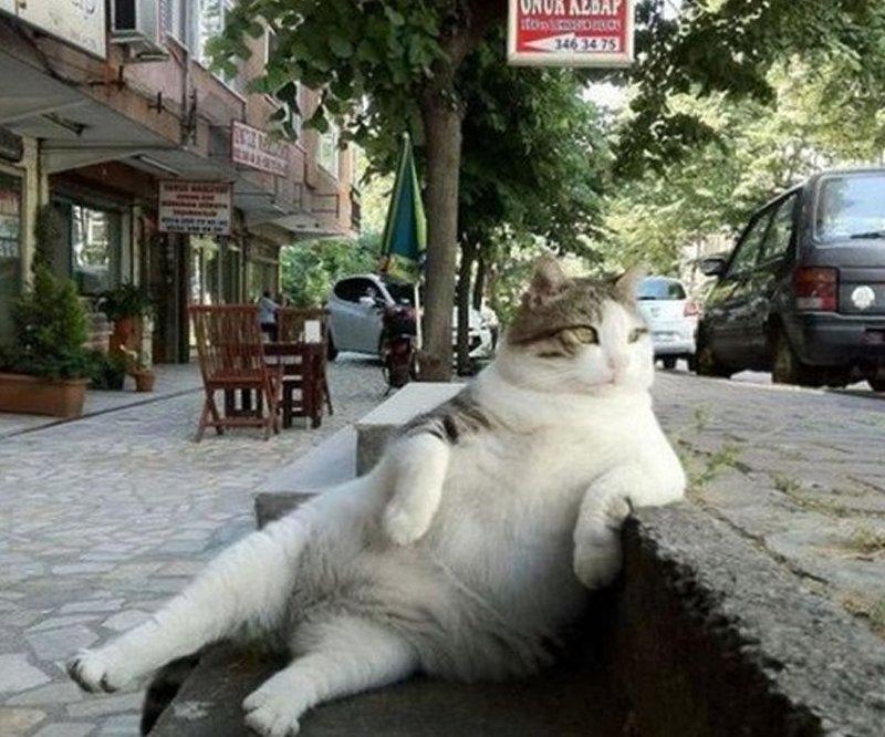 Efsane kedi Tombili'nin heykeli çalındı