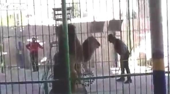 Mısır'da aslan eğitmene saldırdı İZLE