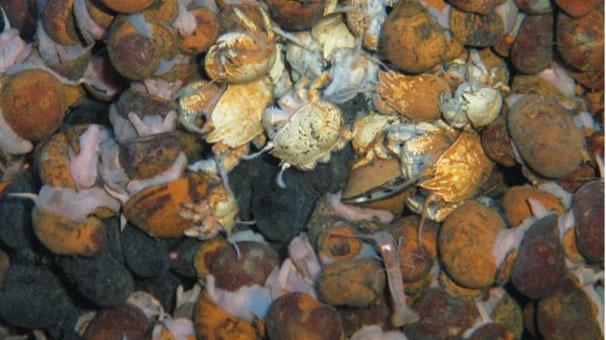 Okyanusun derinliklerinde 6 yeni canlı türü keşfedildi