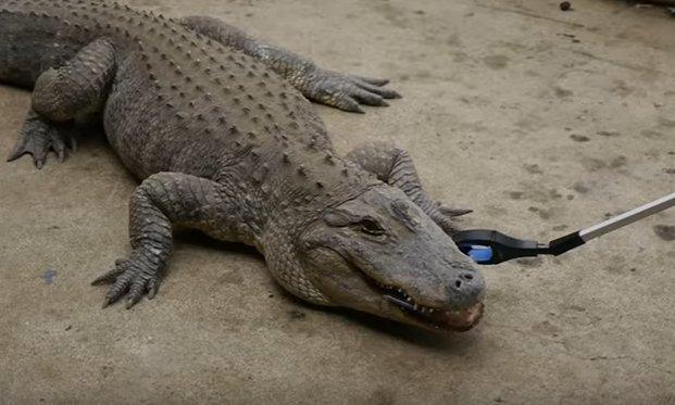 Timsah iPhone 7'yi parçaladı