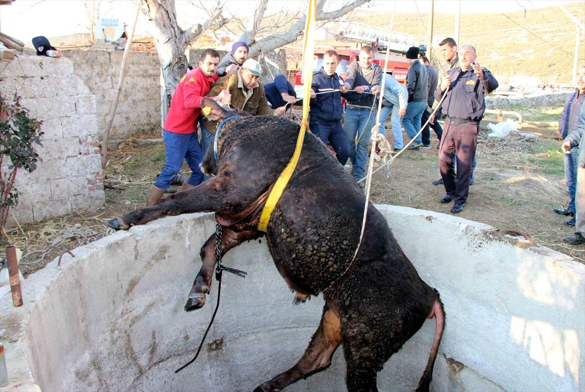 Muğla'da kuyuya düşen dana kepçeyle kurtarıldı