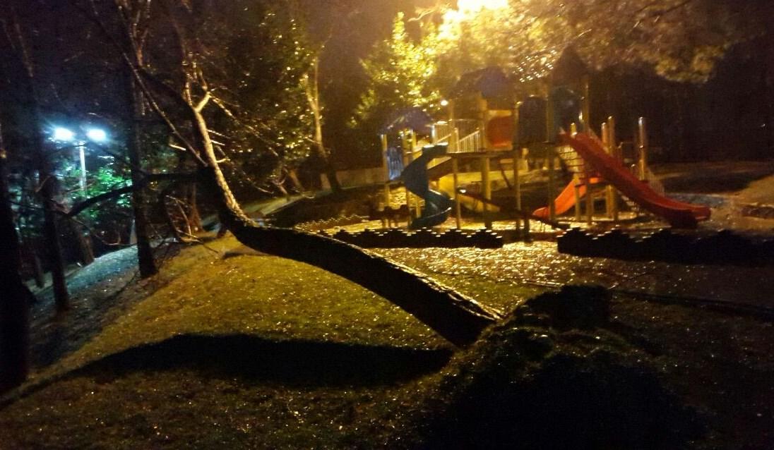 Sarıyer'de fırtına ağacı devirdi