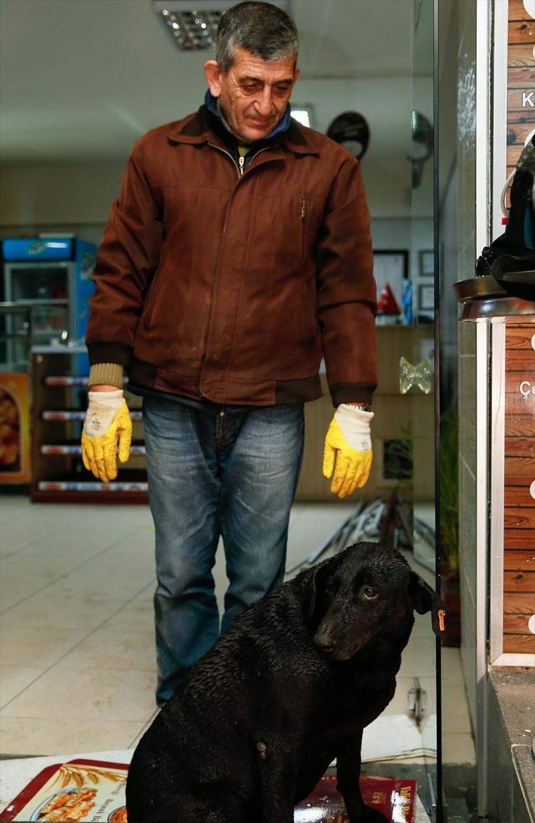 Şehit polis Fethi Seki'nin köpeği