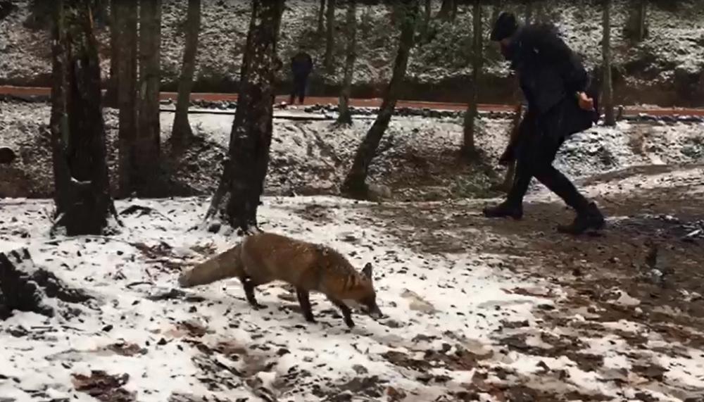 Ormanda tilki süprizi