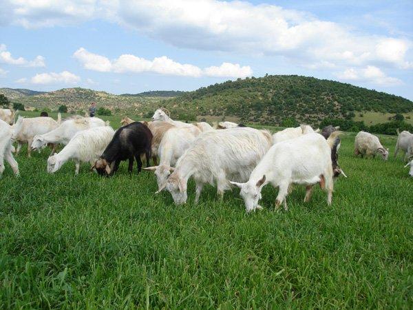 Keçiler için Tekebank kuruluyor