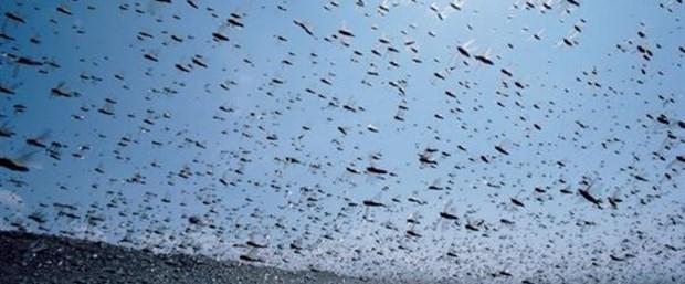 ABD'nin mikro drone sürüsü: Predix