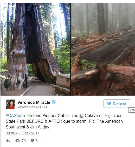 İçinden otomobil geçen ağaç yıkıldı