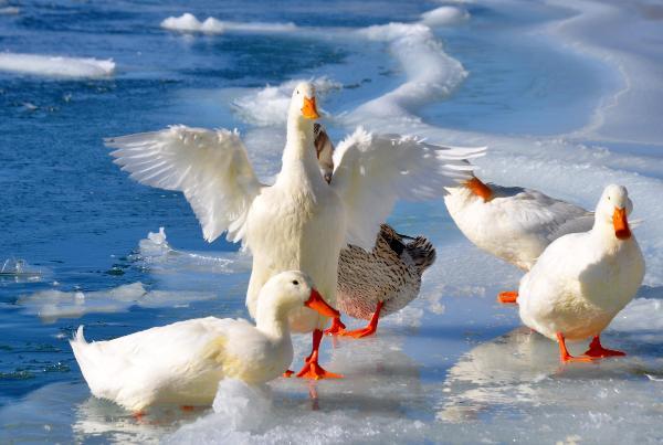 Eğirdir Gölü'nde kış güzelliği