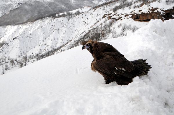 Yaralı dev karaakbaba tedavi edilip doğaya bırakıldı