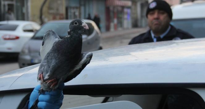 Adana'da otomobil çalan hırsızlar 30 güvercini gasp etti