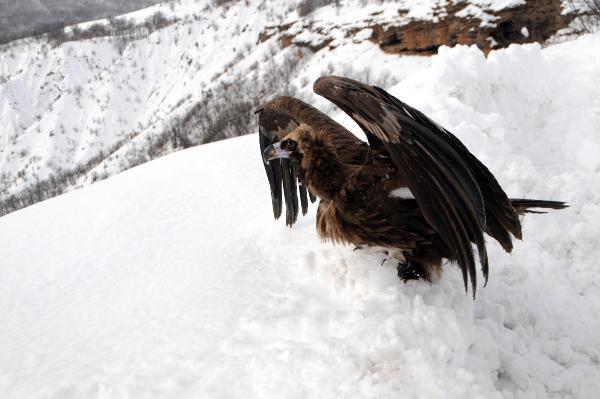 Yaralı dev karaakbaba tedavi edilip doğaya bırakıldı