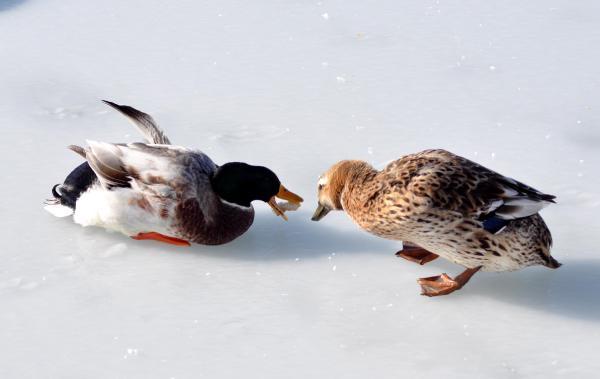 Eğirdir Gölü'nde kış güzelliği