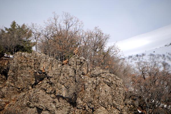 Yaralı dev karaakbaba tedavi edilip doğaya bırakıldı