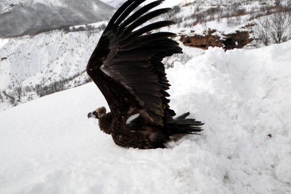 Yaralı dev karaakbaba tedavi edilip doğaya bırakıldı