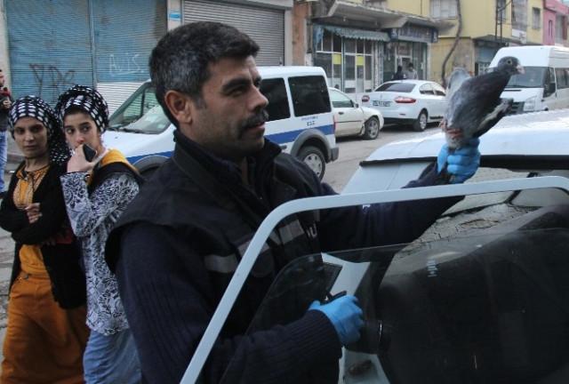 Adana'da otomobil çalan hırsızlar 30 güvercini gasp etti