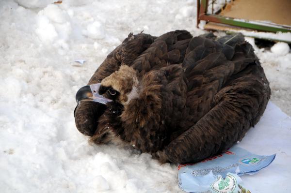 Yaralı dev karaakbaba tedavi edilip doğaya bırakıldı