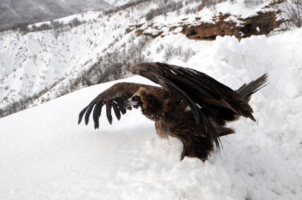 Yaralı dev karaakbaba tedavi edilip doğaya bırakıldı