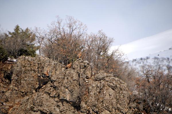 Yaralı dev karaakbaba tedavi edilip doğaya bırakıldı