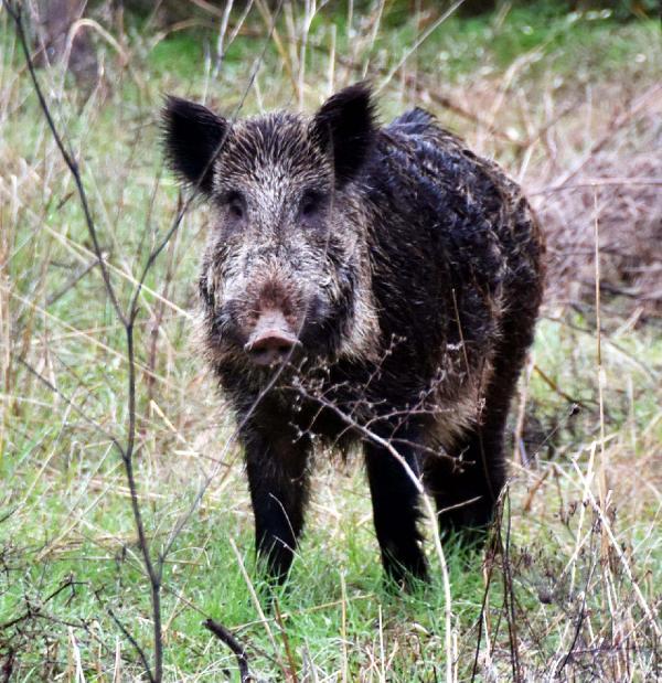 Bahçeye giren yaban domuzu geri gitmedi