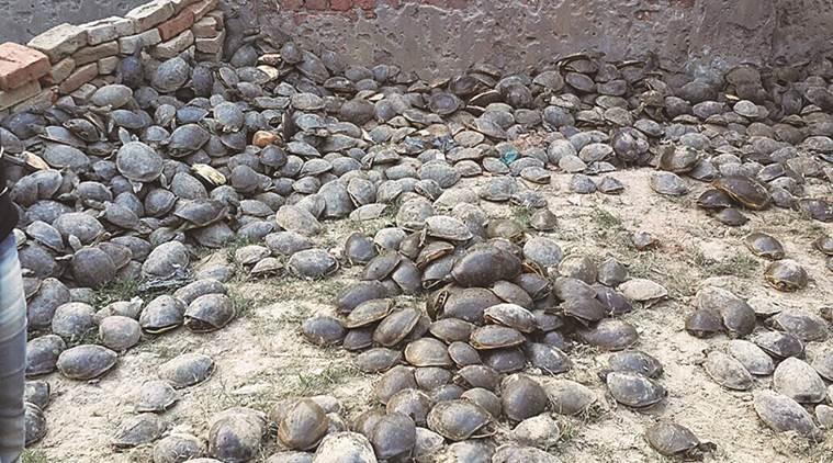 Hindistan'da avlanmış binlerce kaplumbağa kurtarıldı