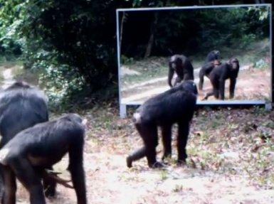 Vahşi hayvanların ayna ile imtihanı