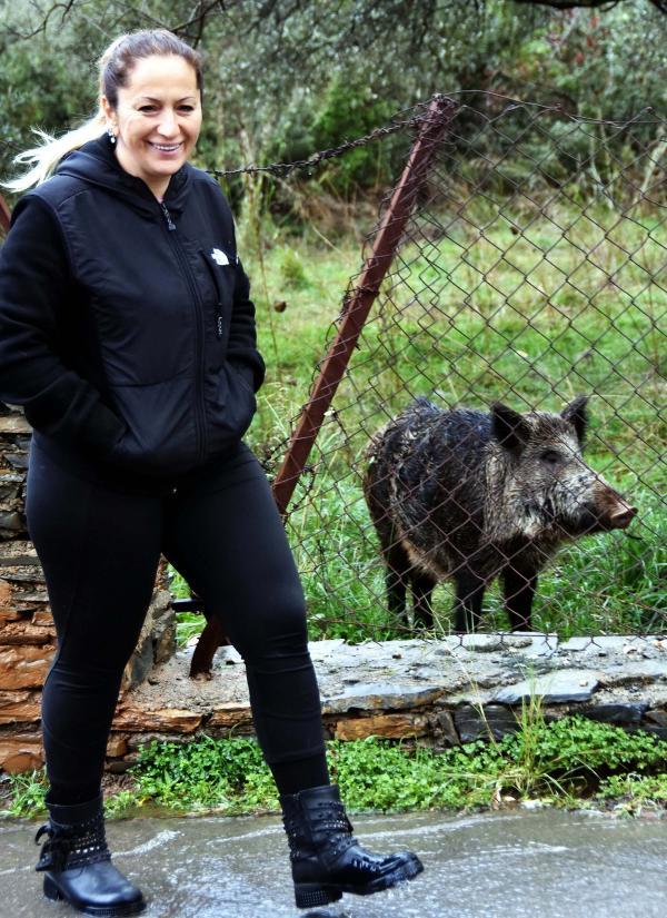 Bahçeye giren yaban domuzu geri gitmedi