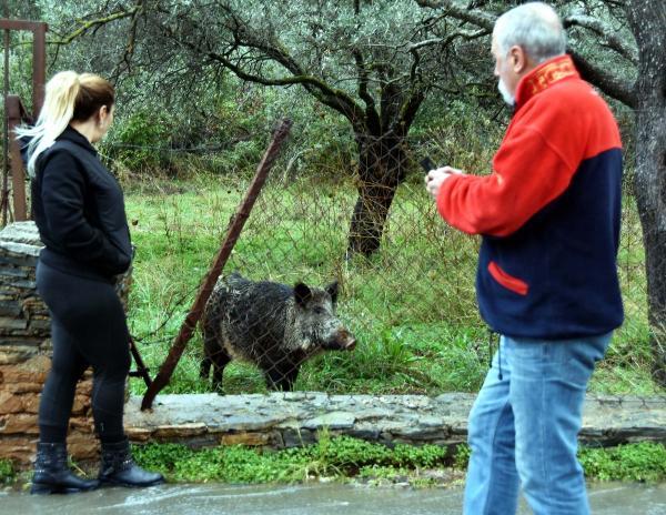 Bahçeye giren yaban domuzu geri gitmedi