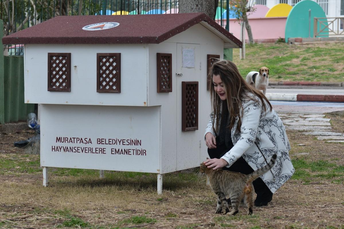 Sokak kedilerine minyatür konak