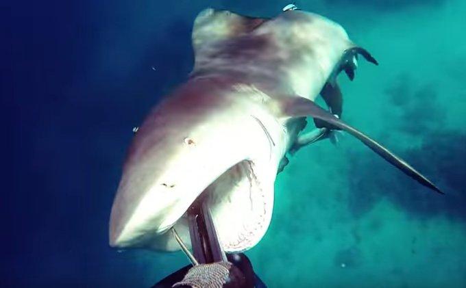 Balık adama saldıran boğa köpek balığının hazin sonu