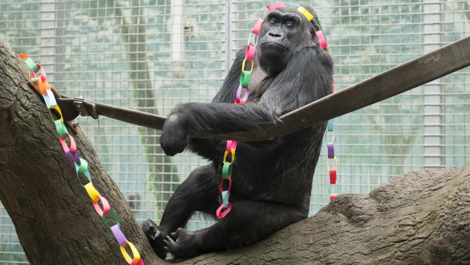 Dünyanın en yaşlı gorili öldü
