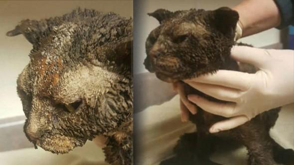 Kediye benzin döküp ateşe verdi