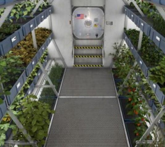 NASA uzayda çiçek yetiştirdi