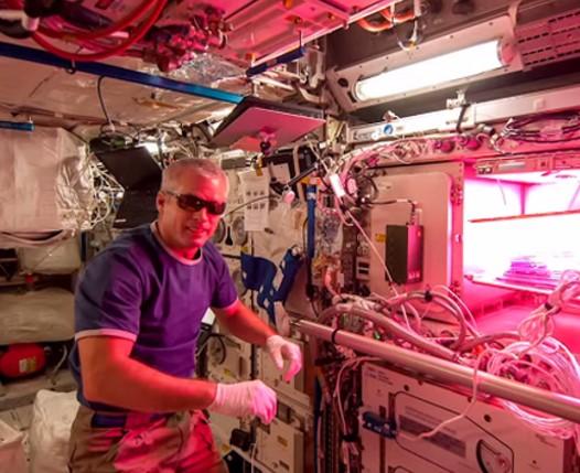 NASA uzayda çiçek yetiştirdi