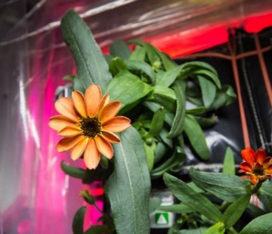 NASA uzayda çiçek yetiştirdi