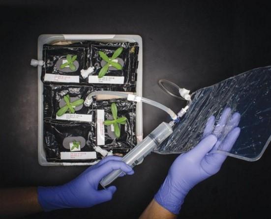 NASA uzayda çiçek yetiştirdi