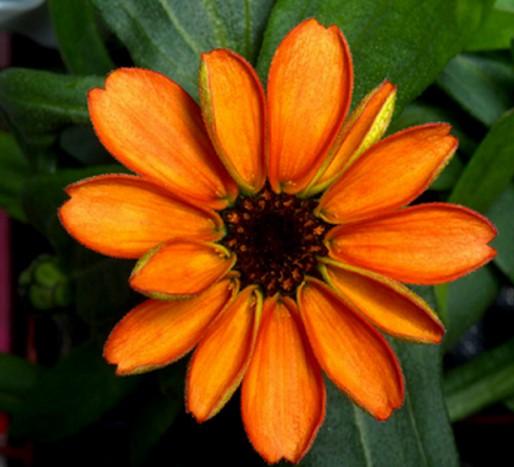 NASA uzayda çiçek yetiştirdi