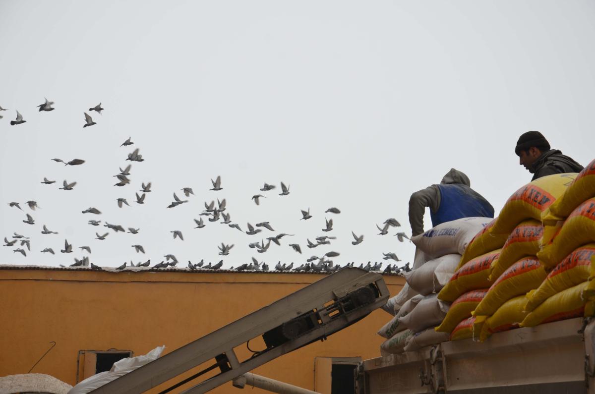 Aç kuşlar çareyi yem fabrikasına sığınmakta buldu