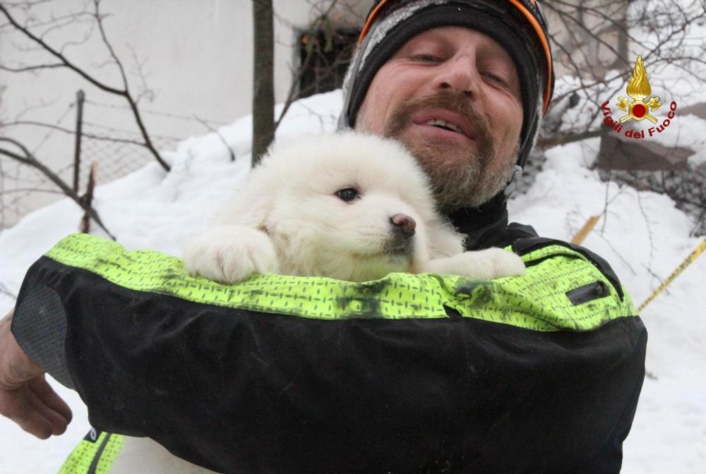 Çığ felaketinden 5 gün sonra 3 köpek yavrusu kurtarıldı