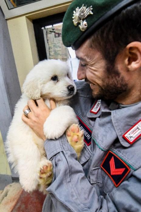 Çığ felaketinden 5 gün sonra 3 köpek yavrusu kurtarıldı