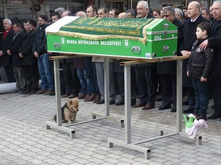 Köpek ölen sahibinin mezarına her gün gidiyor
