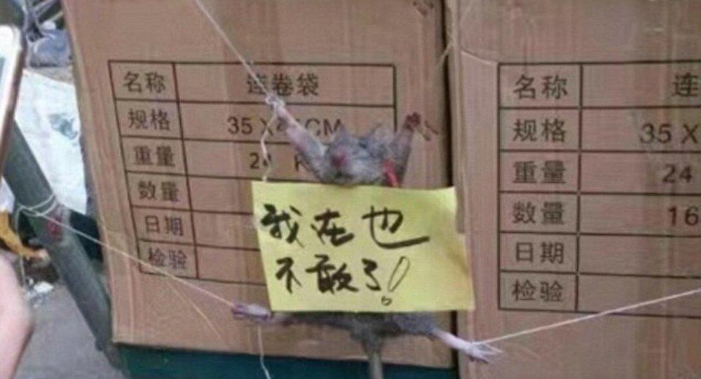 Çin'de pirinç çalan fareye ceza