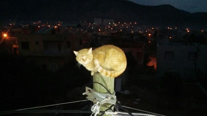 Kedi köpekten kaçarken direğe çıktı itfaiye kurtardı