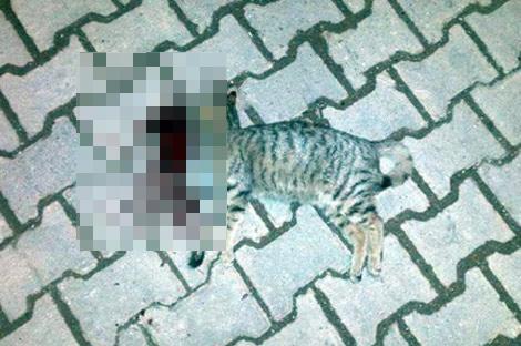 Tekirdağ'da iki kedi vahşice öldürüldü
