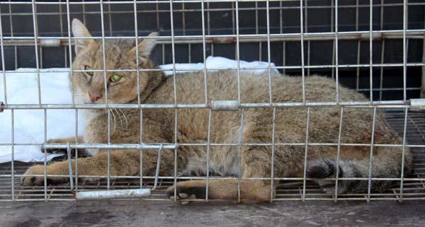Nesli tükenmekte olan saz kedisini kurtarma operasyonu