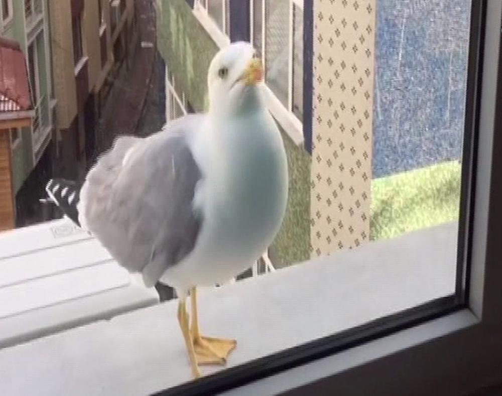 Karnı acıkan martının sevimli yemek isteği- İZLE