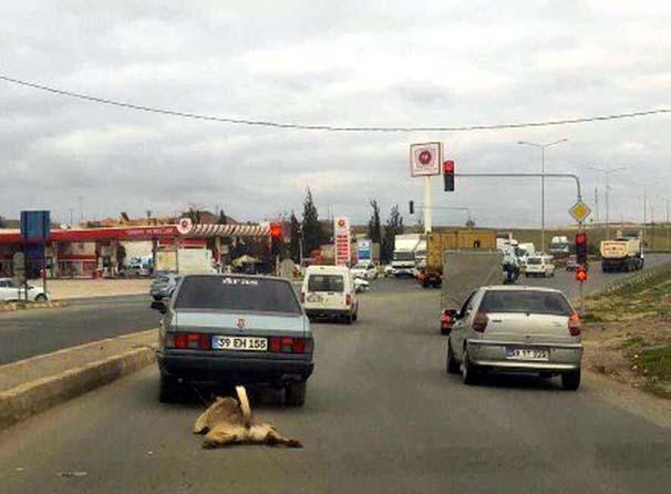 Çorlu'da bir köpek arabaya iple bağlandı