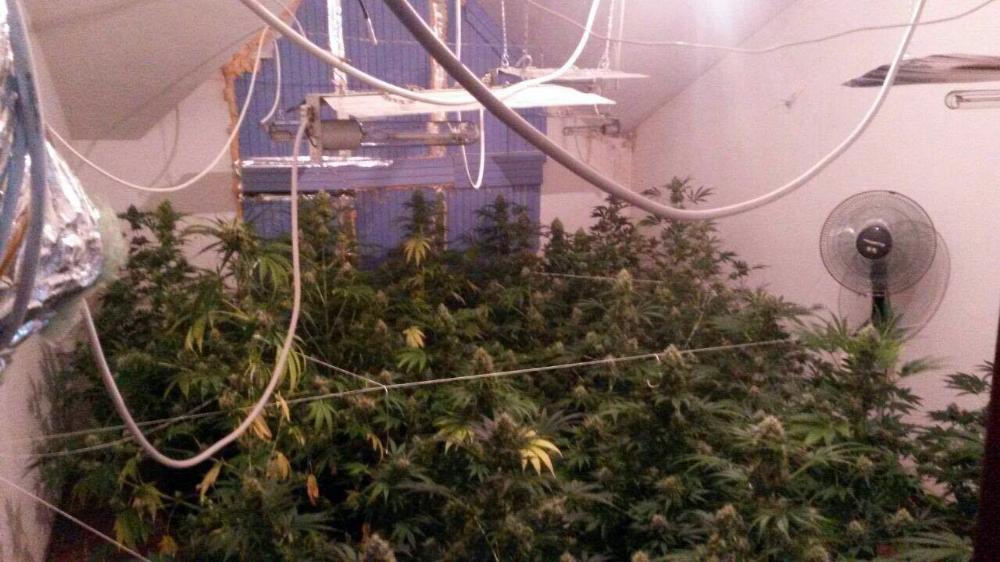 Kocaeli'de lüks villa kenevir tarlası çıktı